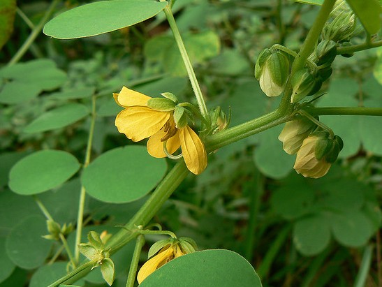 Chinese Senna Cassia tora